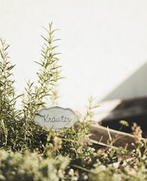 A close-up view of a herb garden with a handwritten sign labeled 'Kr&auml;uter' among the greenery. The scene is bathed in warm sunlight, casting soft shadows and creating a serene atmosphere.