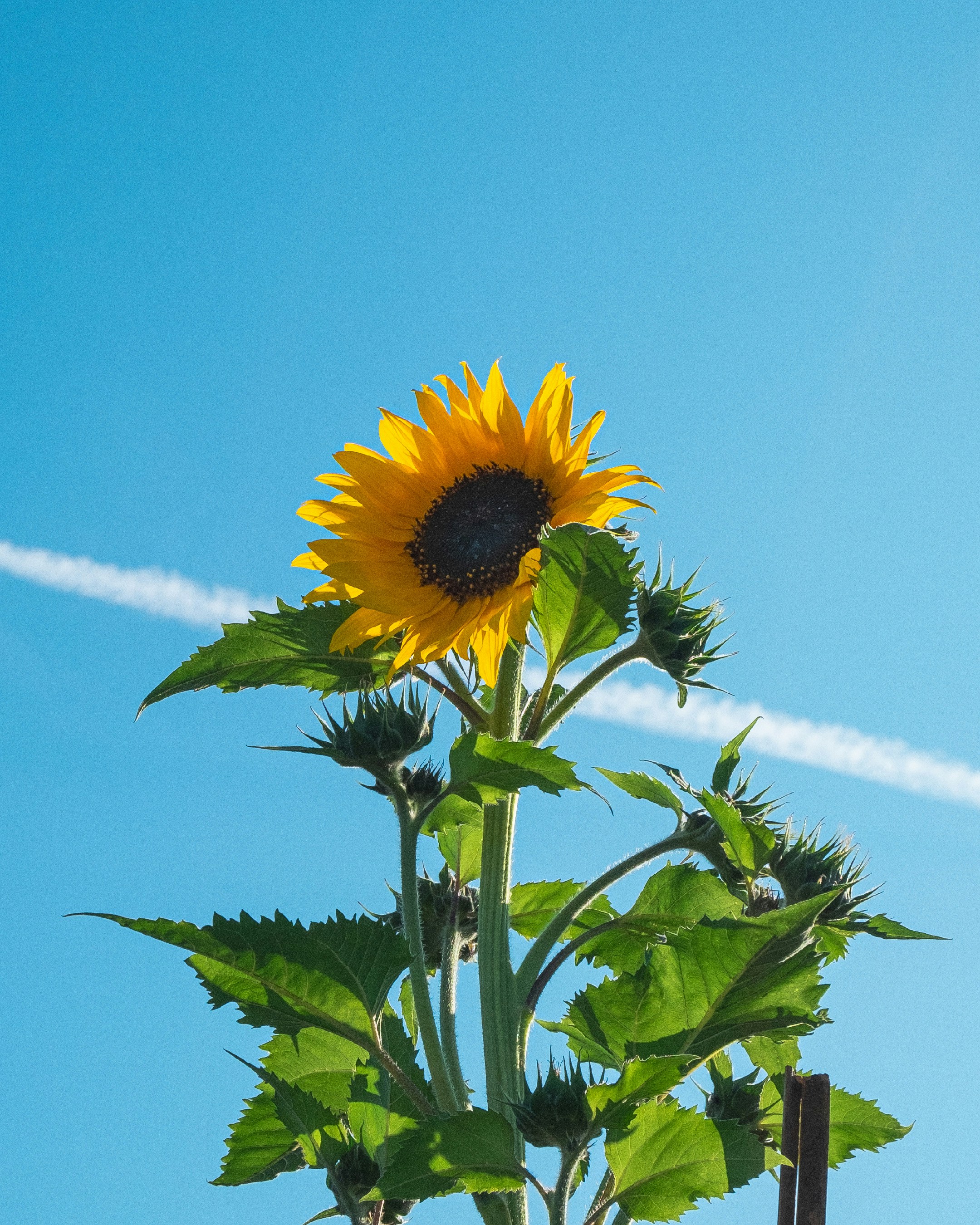 a sunflower with a contrail in the background