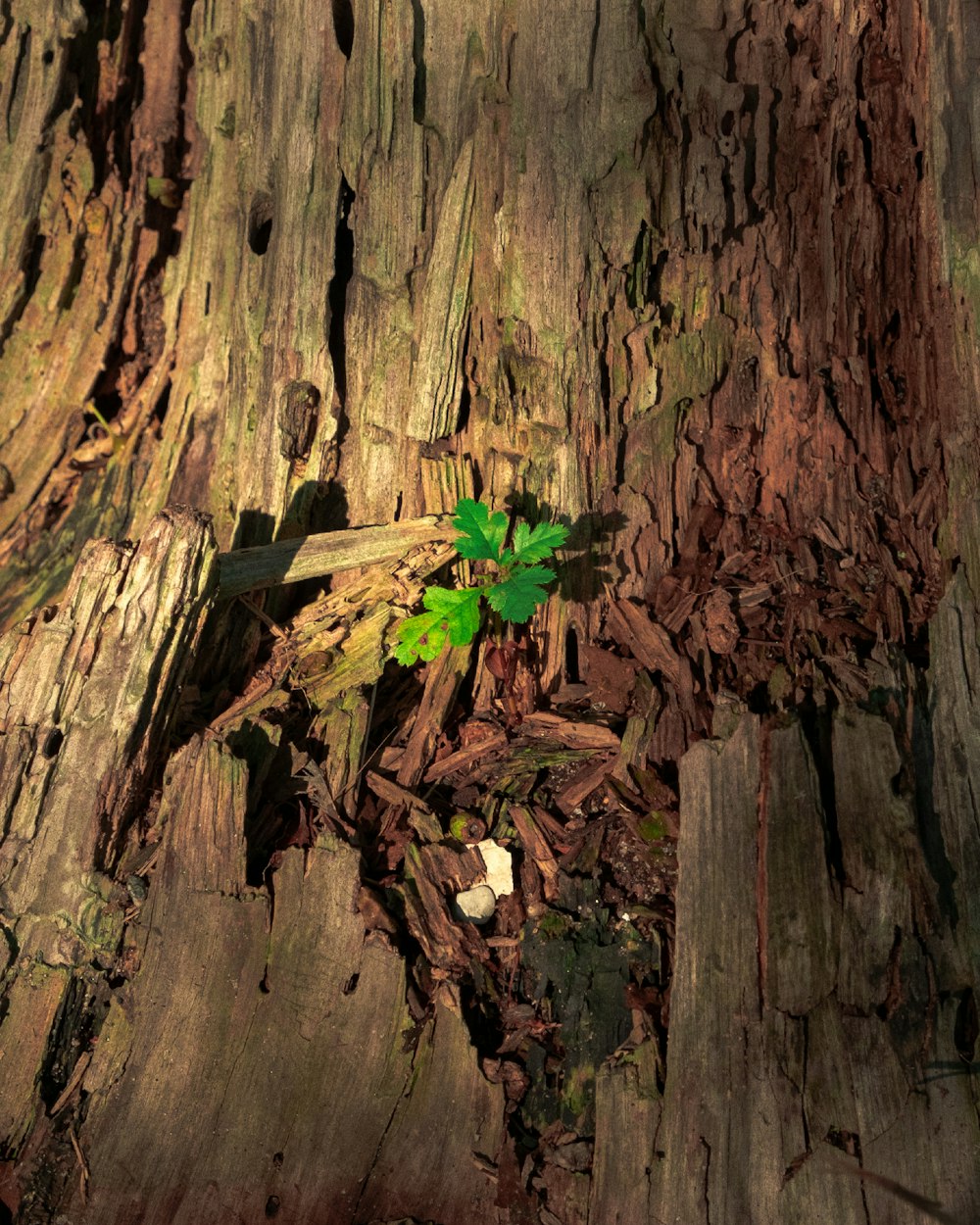 a green plant growing out of the bark of a tree