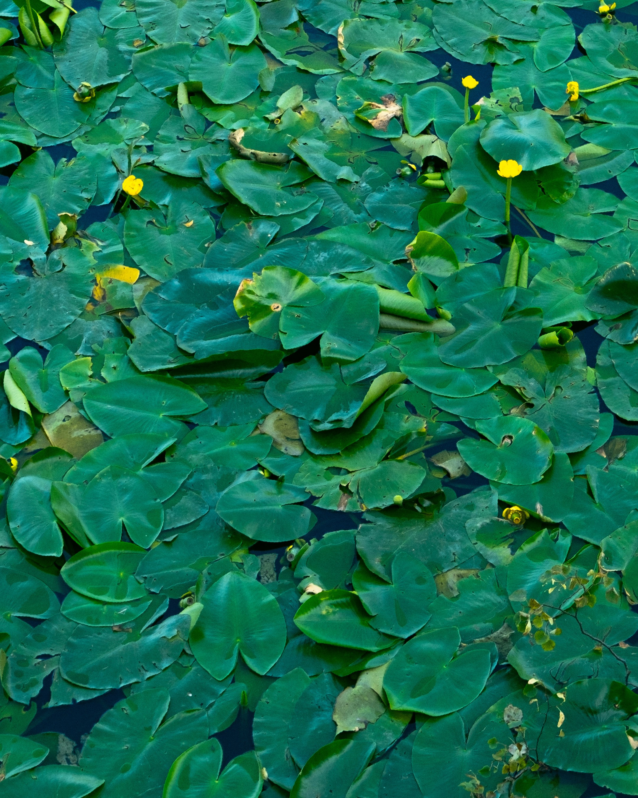 Photo by willythewizard