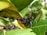 Numerous black insects with orange markings are clustered on green leaves, creating a dense and active scene. The leaves show signs of being eaten at the edges.