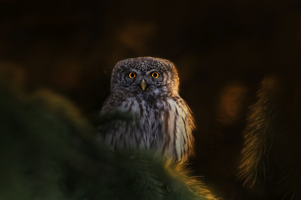 a close up of a bird with a blurry background