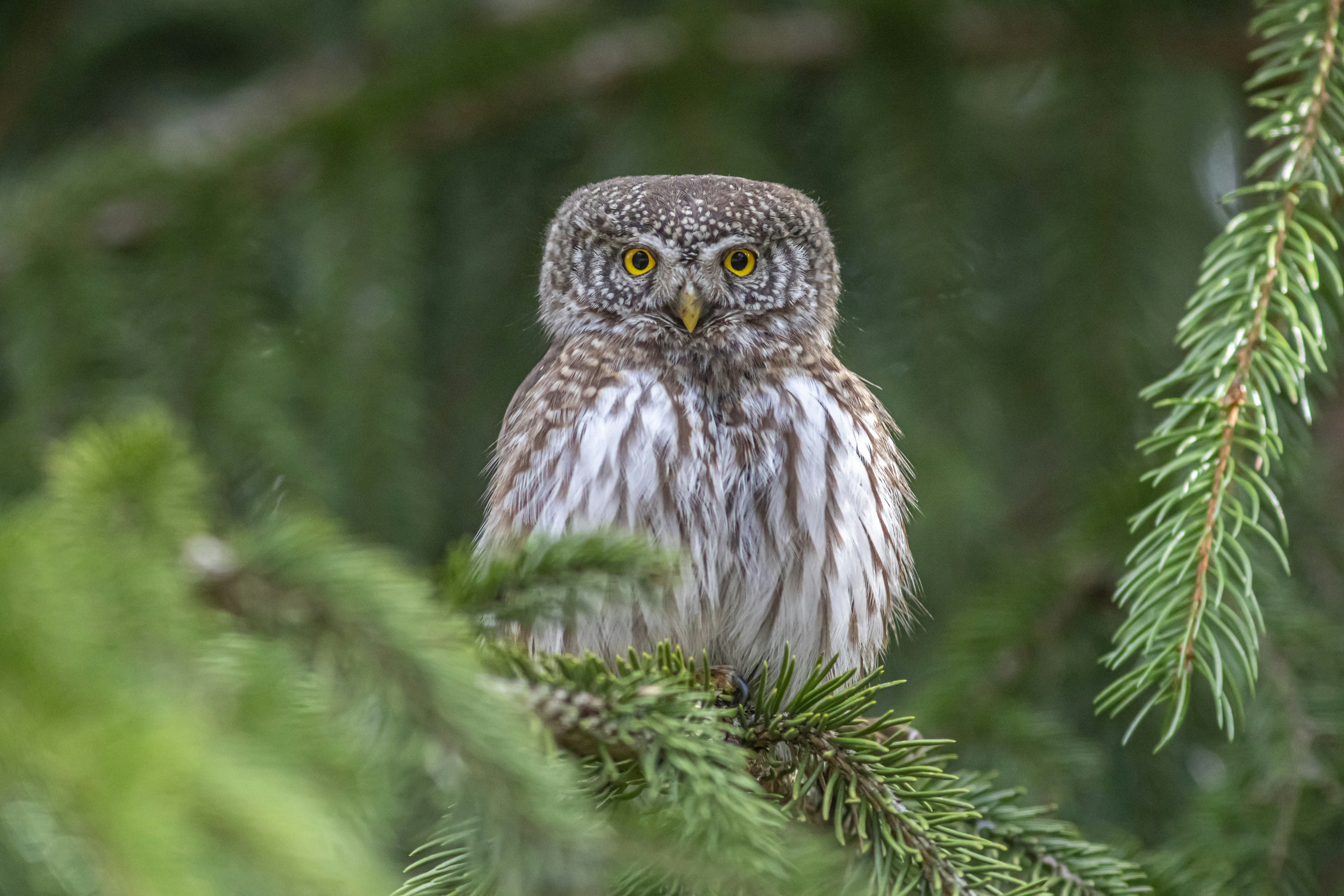 Photo by erik_karits