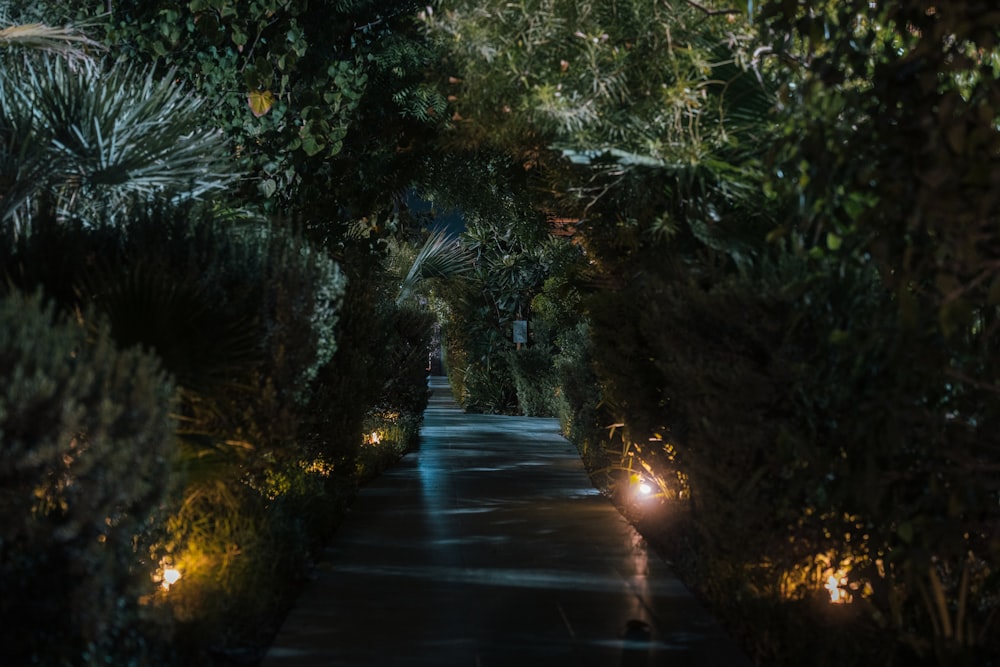 a pathway lined with trees and lights at night