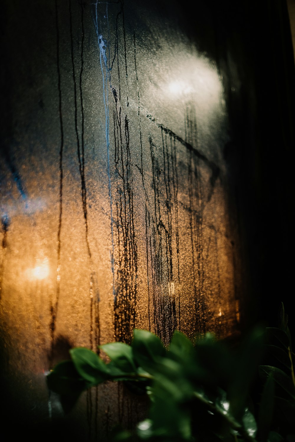 a window with a plant in front of it