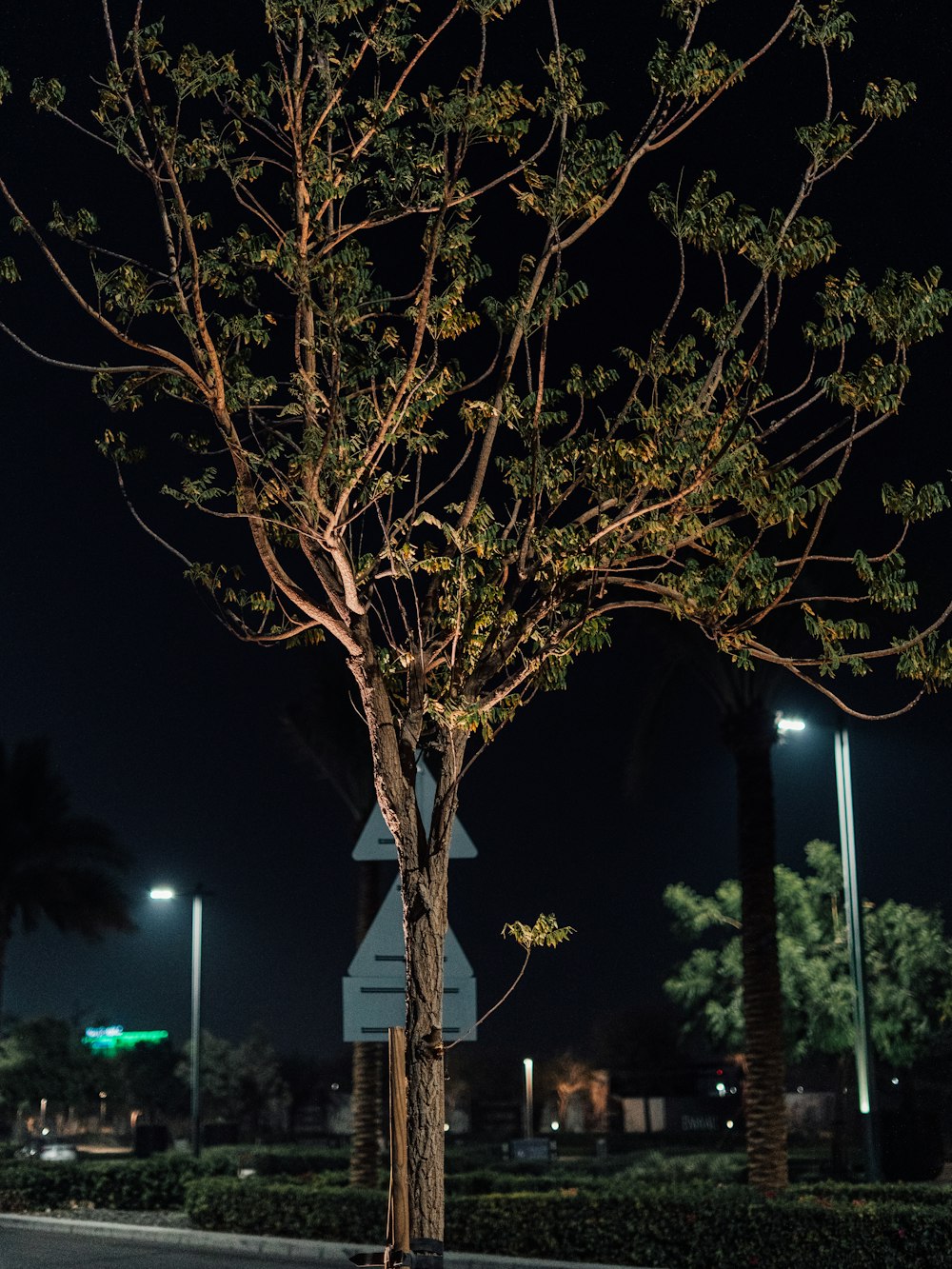 a tree in the middle of a street at night