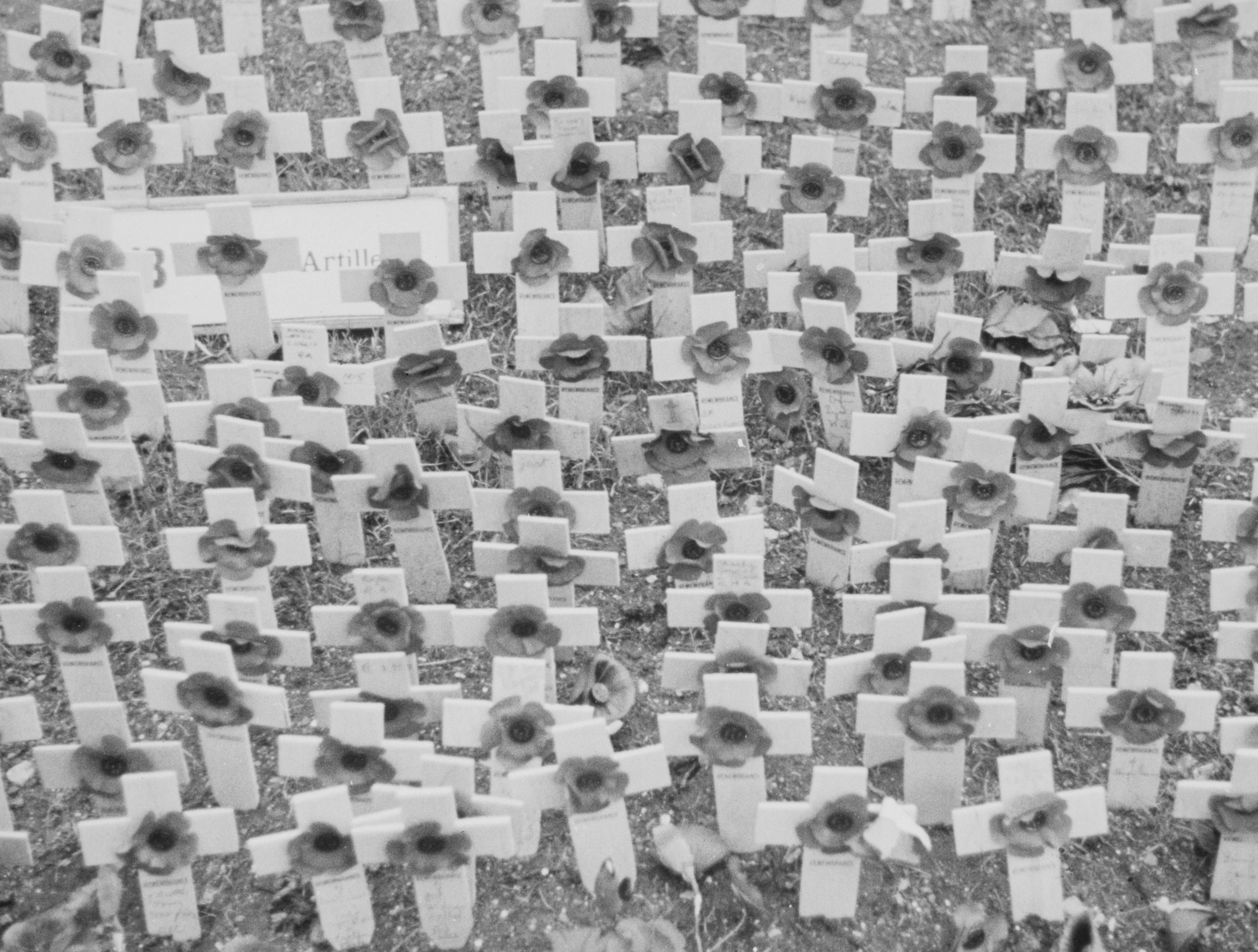 Des rangées de croix blanches avec des coquelicots dans un cimetière.