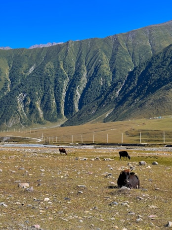 A tranquil mountain landscape featuring green hills with vertical ridges and a bright blue sky above. In the foreground, several yaks rest and graze on a grassy plain scattered with small rocks. A winding road or path is visible in the middle ground, bordered by a series of poles.