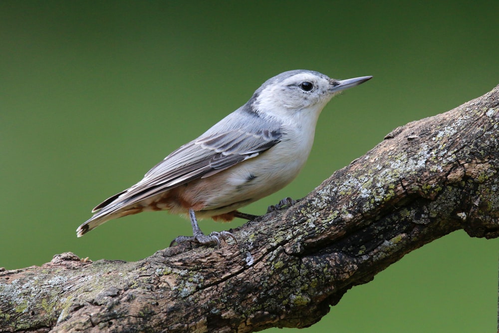 a small bird perched on a tree branch