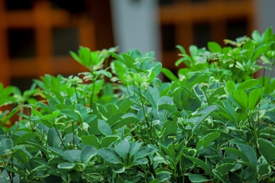 a bush with green leaves in front of a building