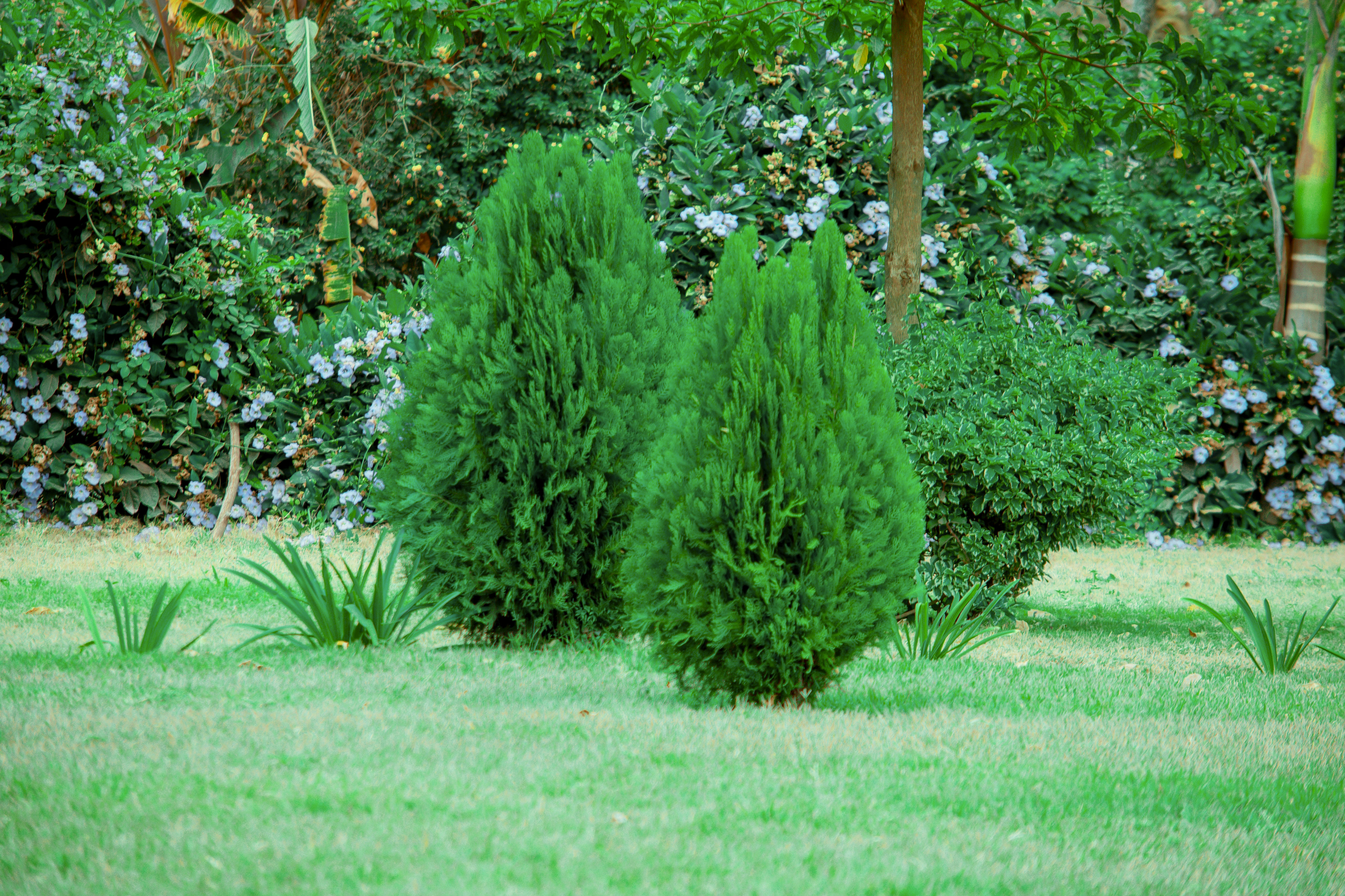 Landscaper