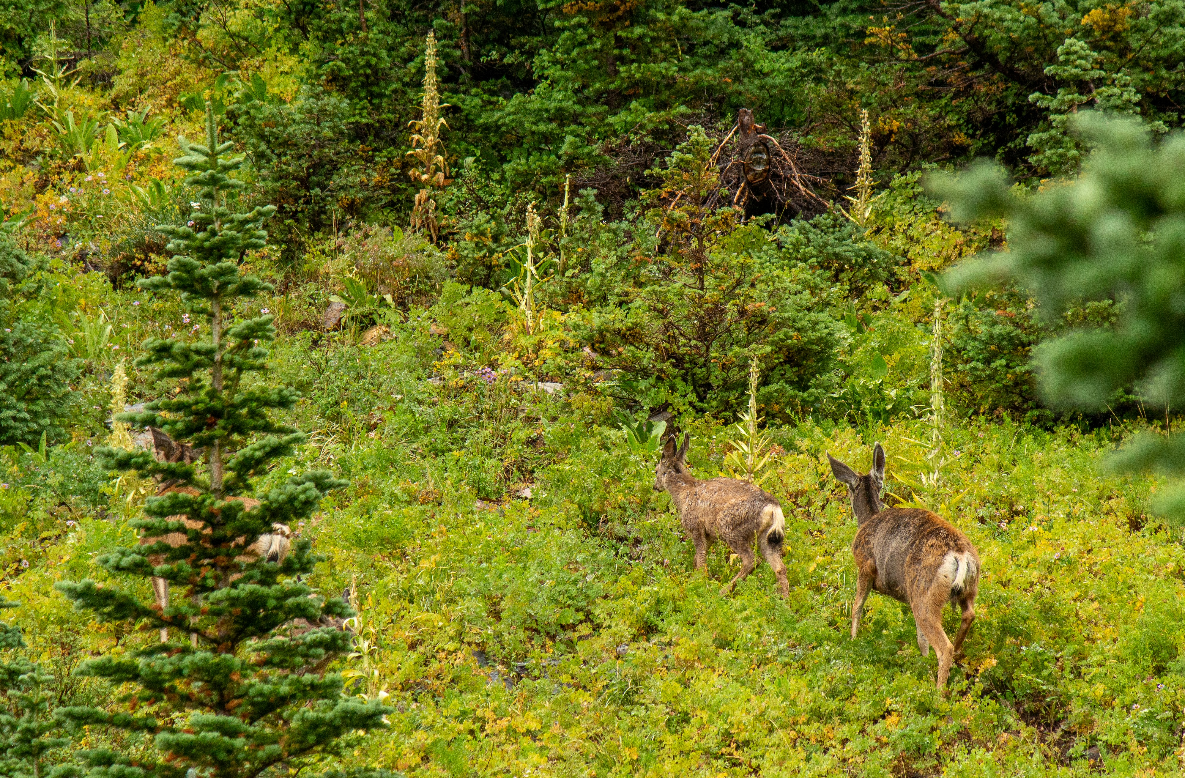 Photo by joshwalker24