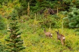 A lush, green forest landscape with dense vegetation and an abundance of wild plants. Two deer are visible walking through the foliage, with their backs turned, blending into the natural surroundings.
