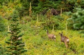 A lush, green forest landscape with dense vegetation and an abundance of wild plants. Two deer are visible walking through the foliage, with their backs turned, blending into the natural surroundings.