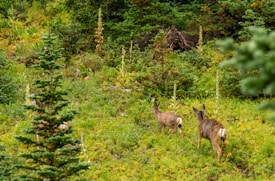 A lush, green forest landscape with dense vegetation and an abundance of wild plants. Two deer are visible walking through the foliage, with their backs turned, blending into the natural surroundings.