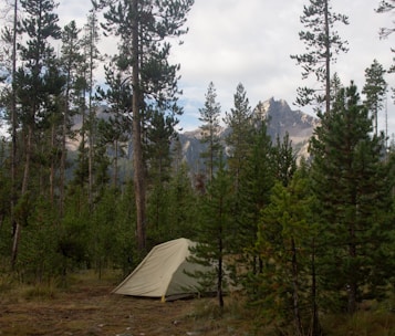 A group of campers packing tents and handcarts under tall pine trees.