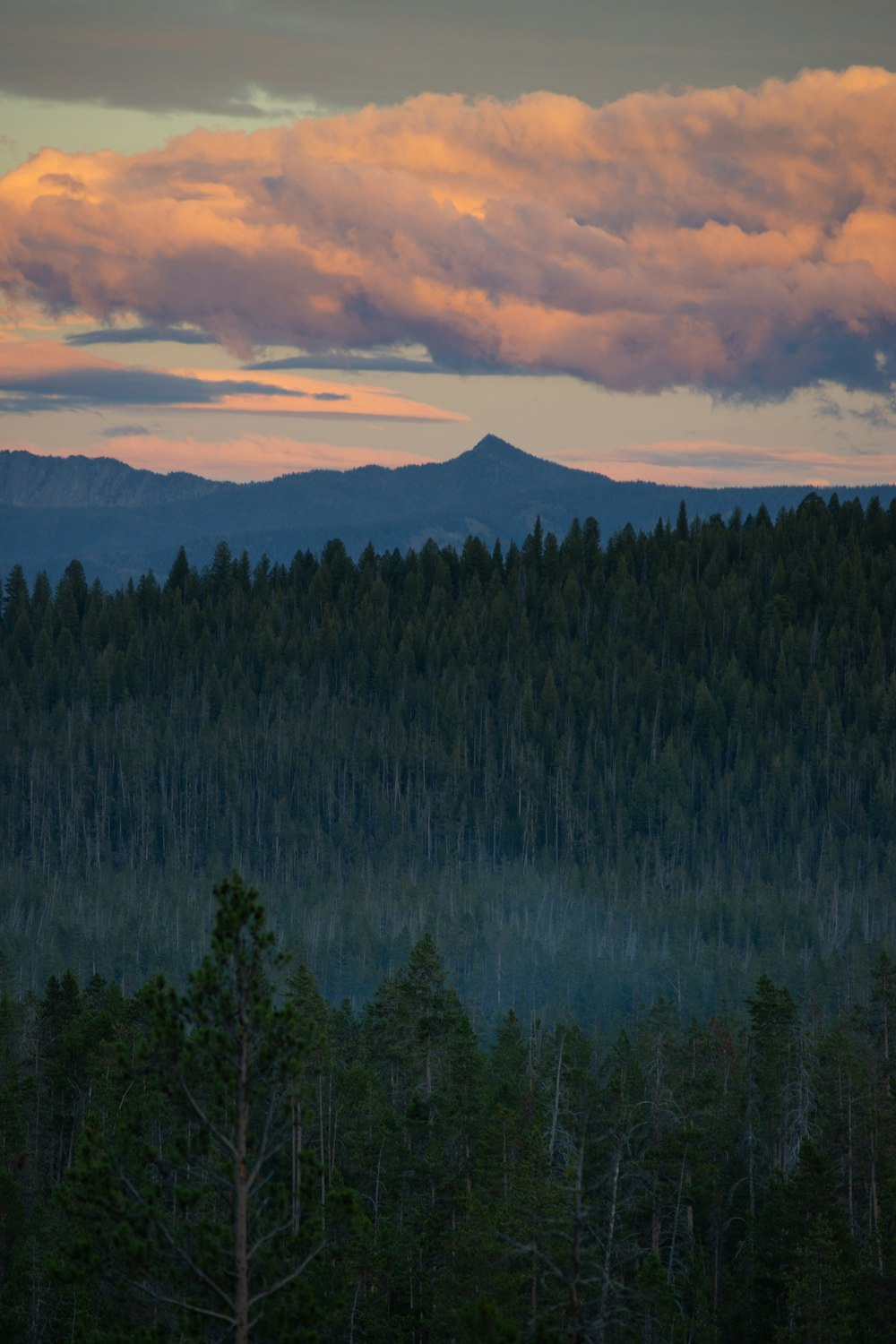 a forest filled with lots of trees under a cloudy sky