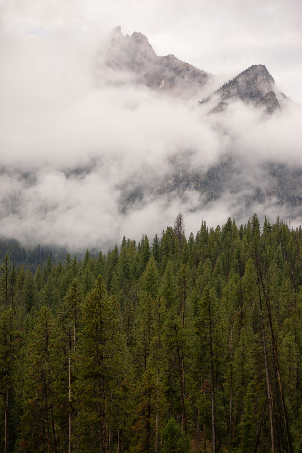 a forest filled with lots of tall green trees