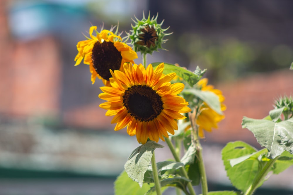 Un primo piano di un girasole con un edificio sullo sfondo