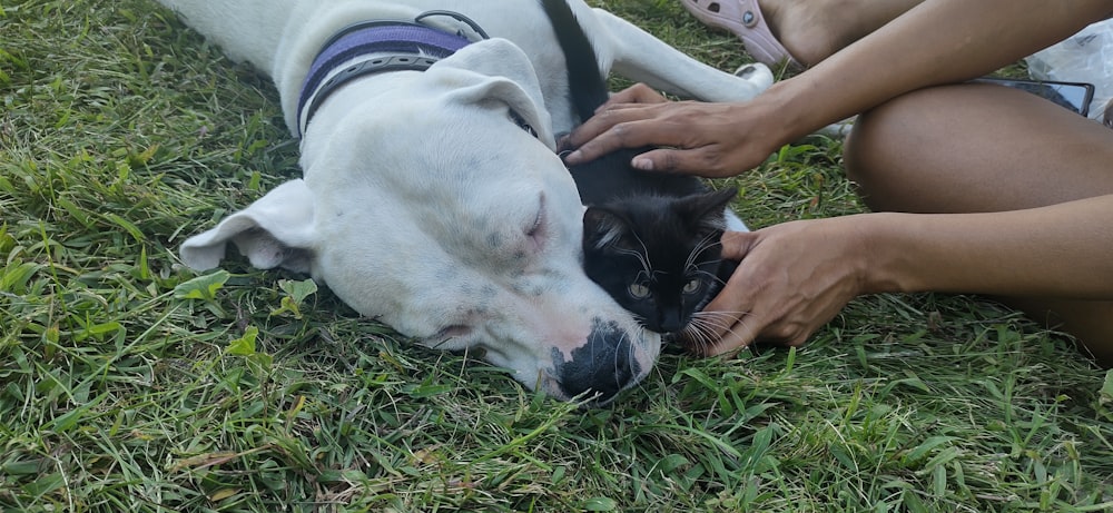 a person petting a dog laying on the grass