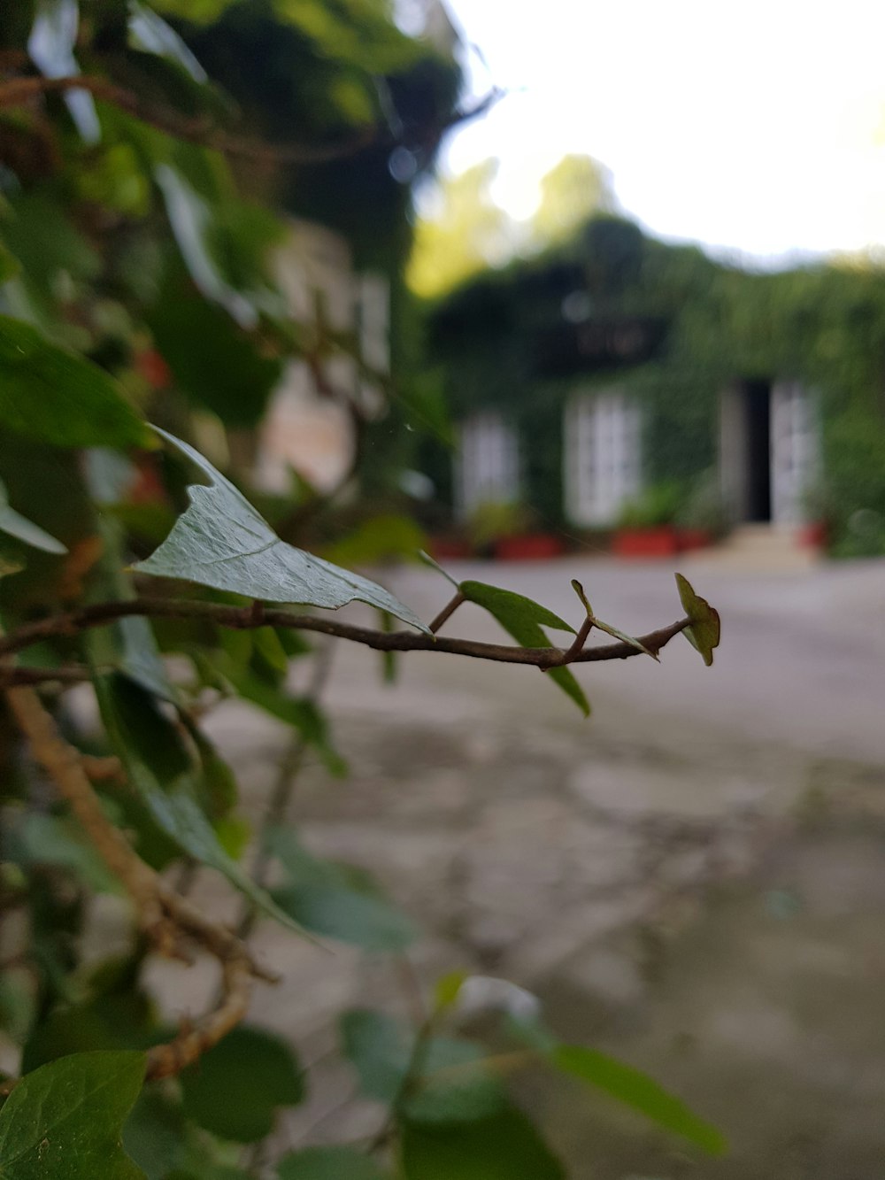 a close up of a branch with leaves on it