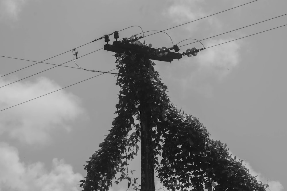 a black and white photo of a telephone pole covered in vines