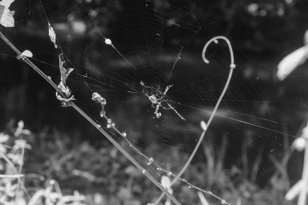 a black and white photo of a spider web