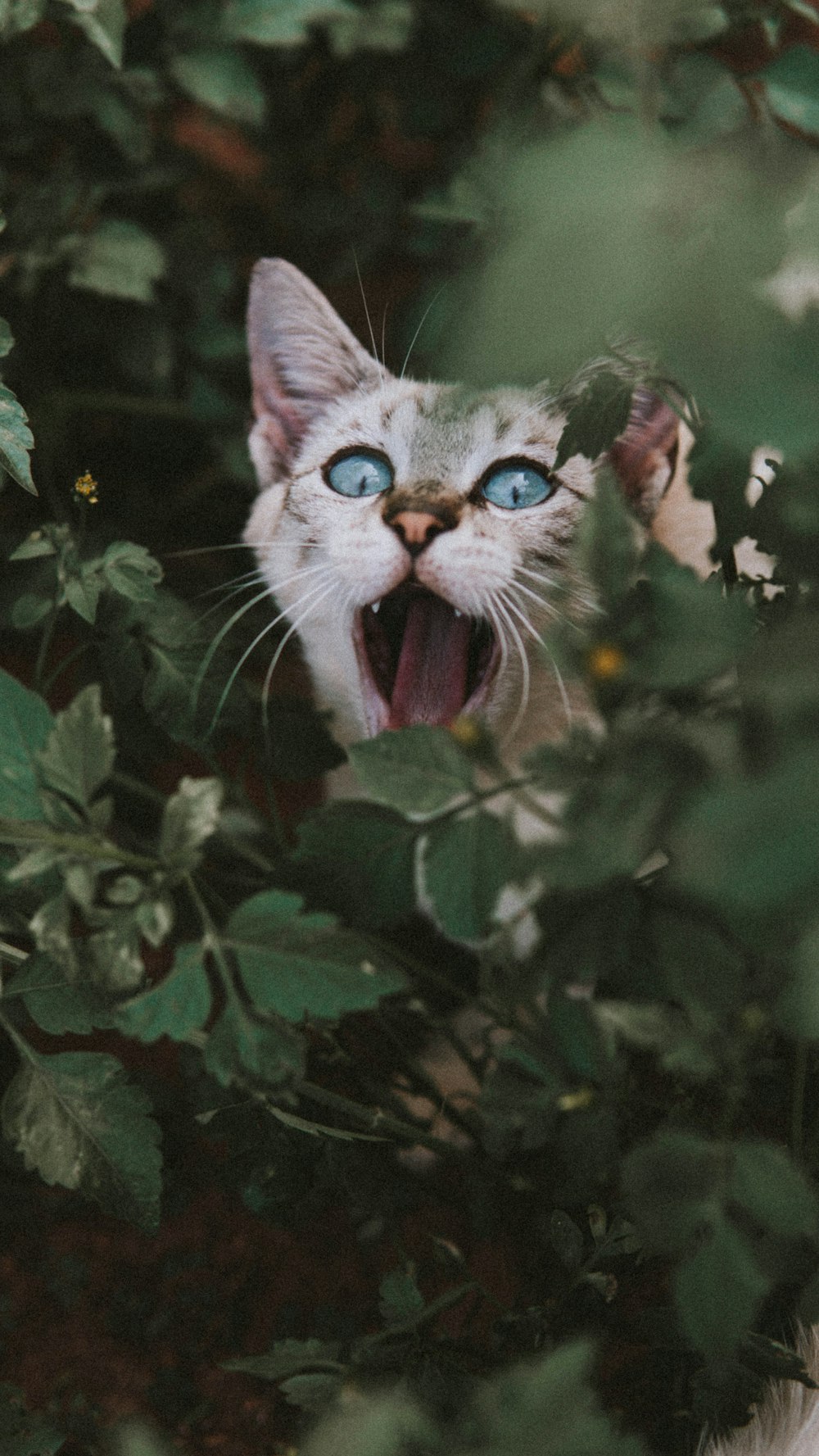 a white cat with blue eyes is in a bush