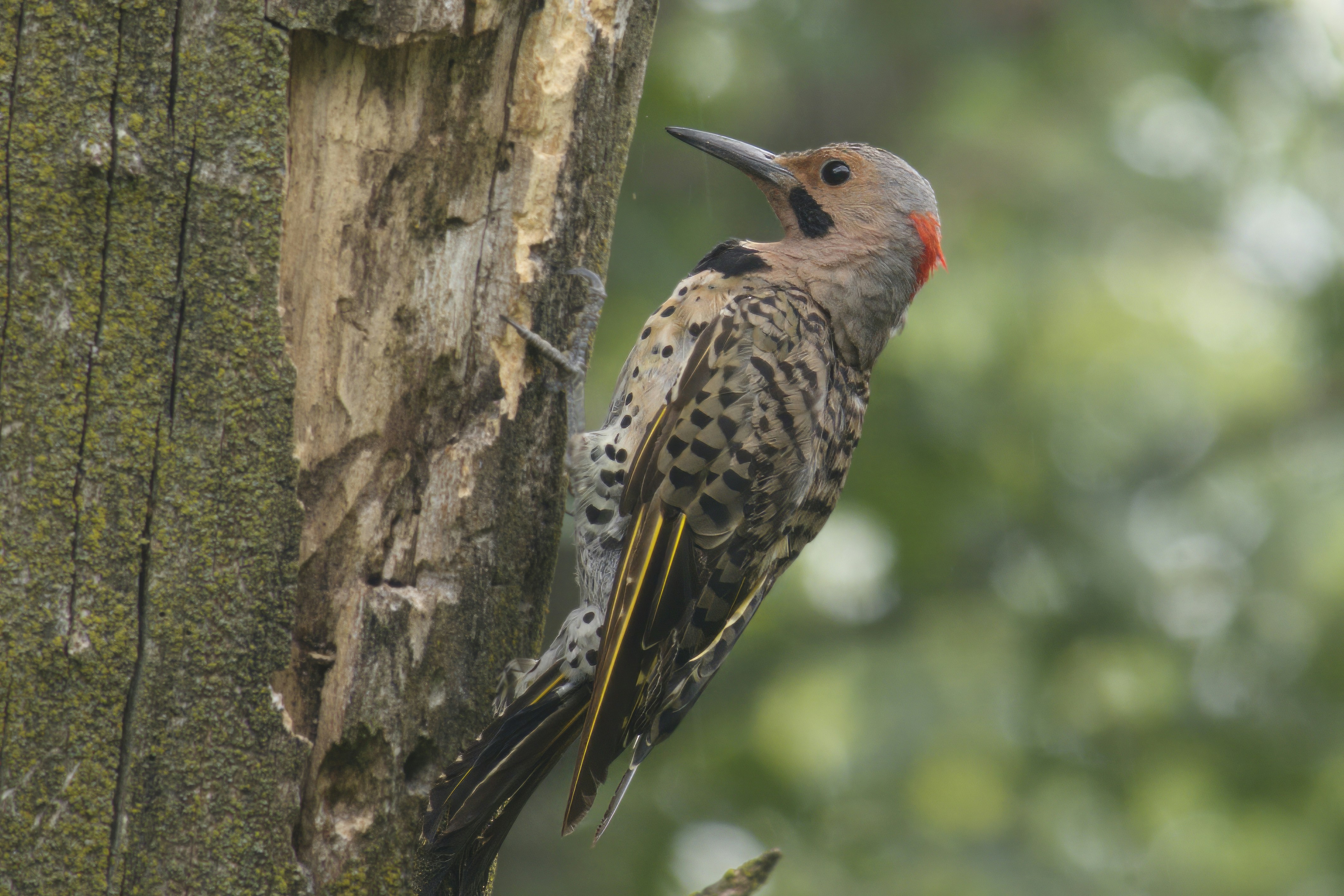 a bird perched on a tree trunk in a forest