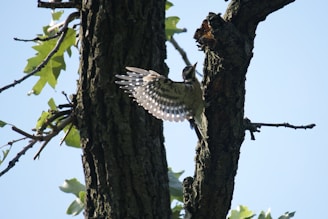 a bird that is sitting in a tree