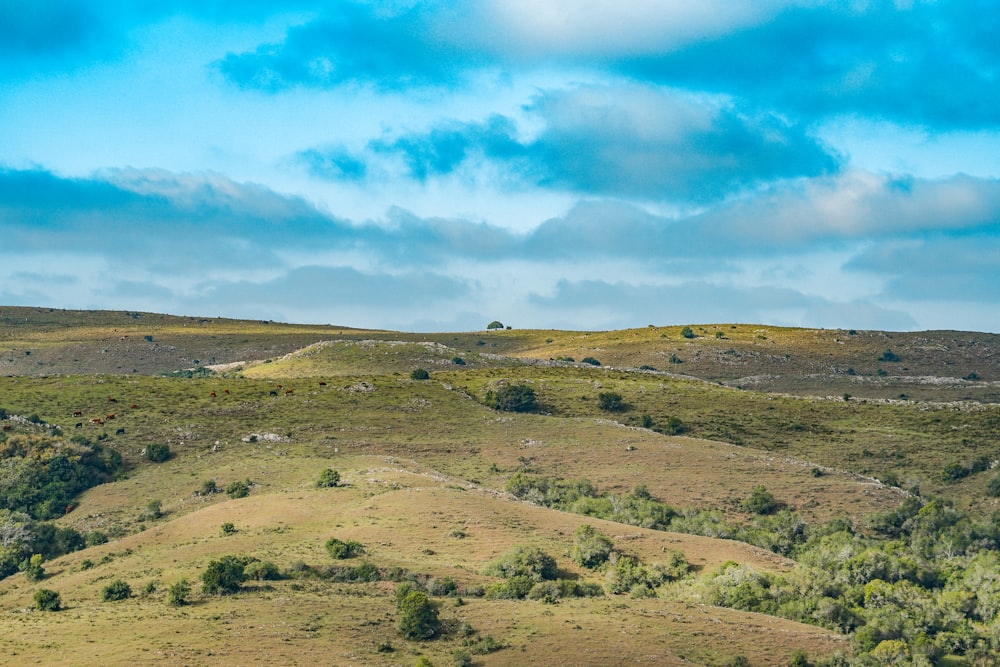 una vista di una collina erbosa con alberi su di esso