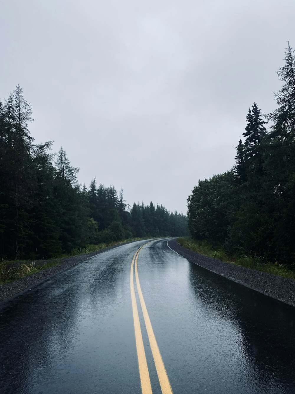 a wet road in the middle of a forest