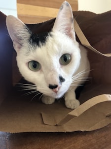 Pasir Kucing Wangi