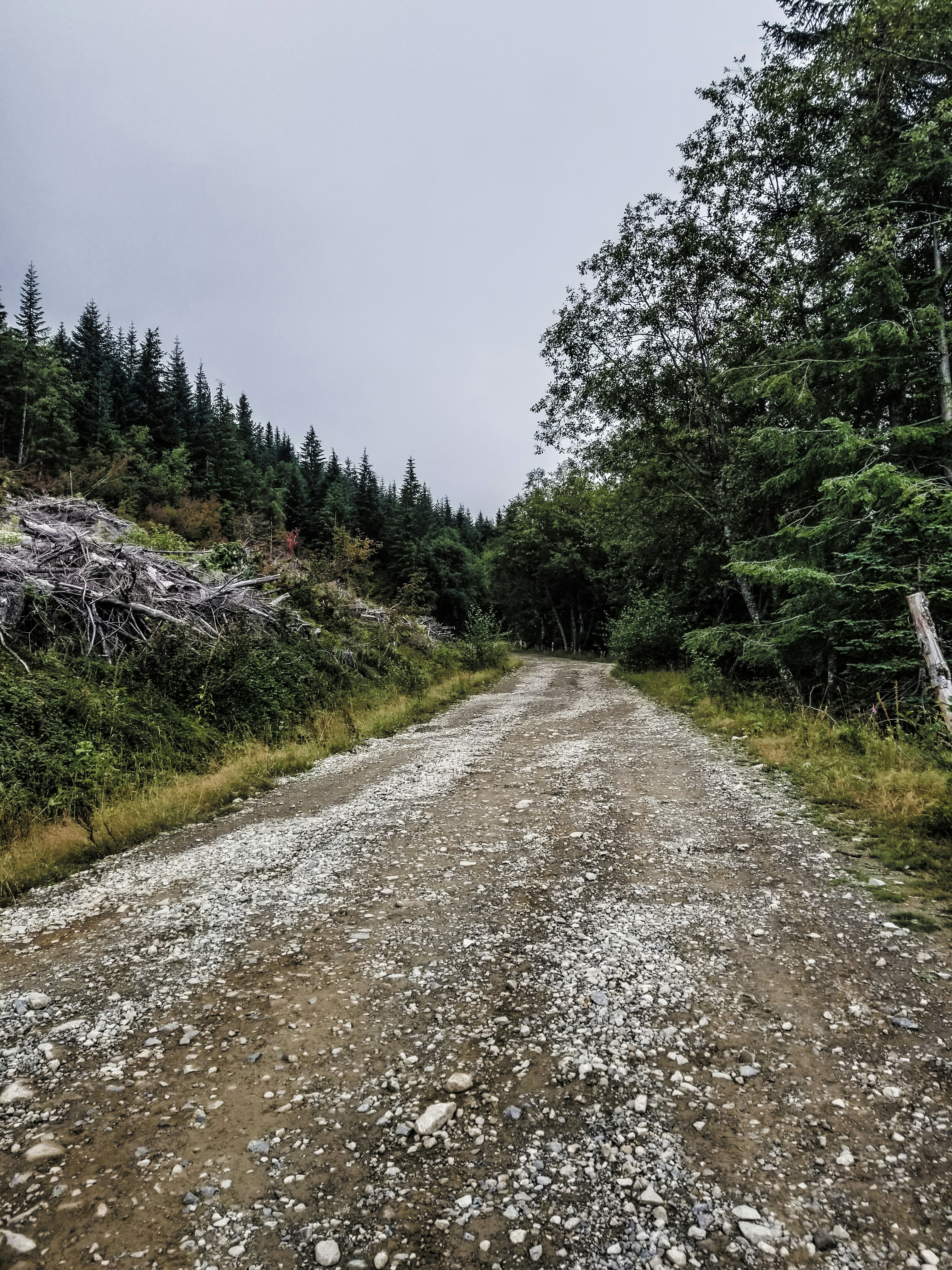 Un camino de tierra en medio de un bosque