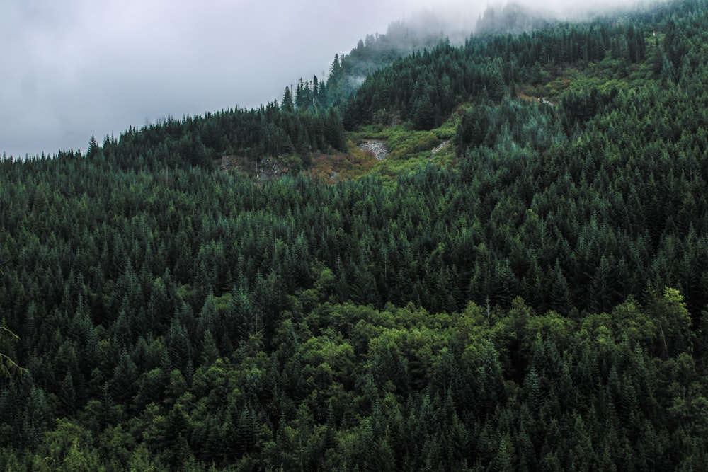 Una montagna coperta da molti alberi sotto un cielo nuvoloso