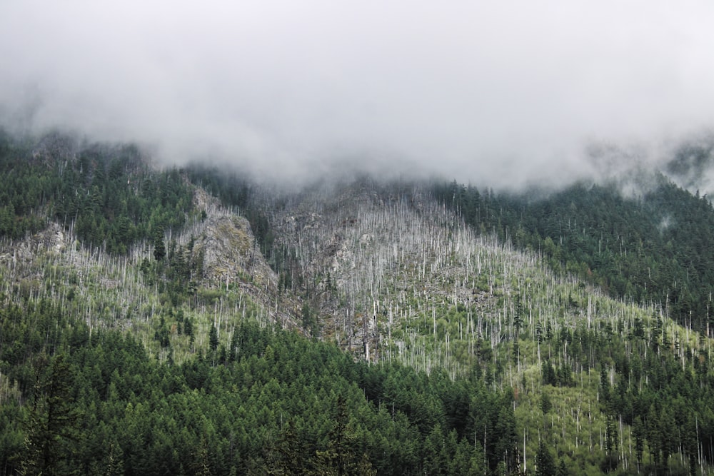 a mountain covered in trees and fog