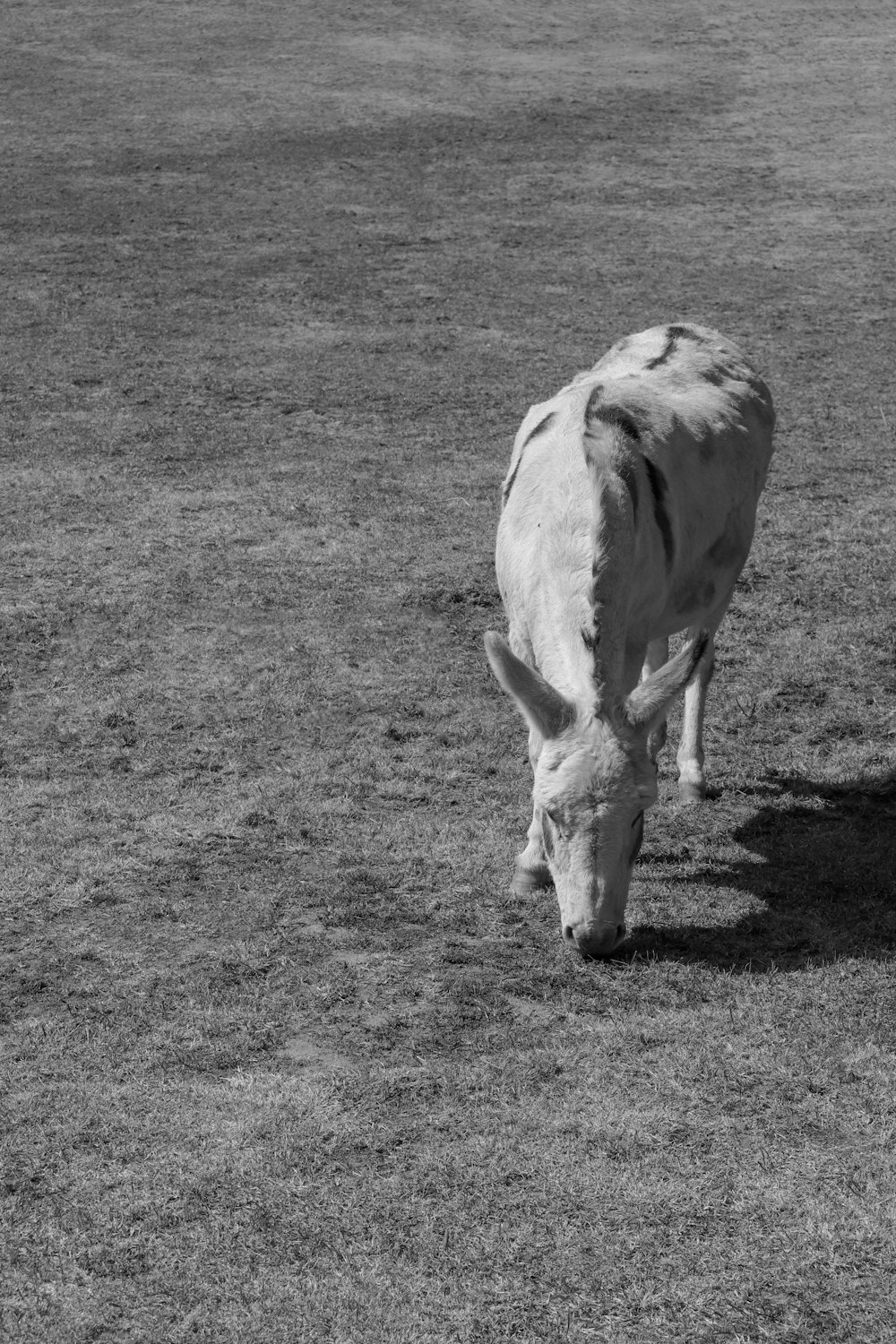 uma foto em preto e branco de uma vaca em um campo
