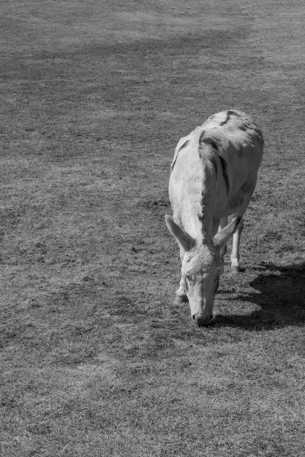 Una foto en blanco y negro de una vaca en un campo