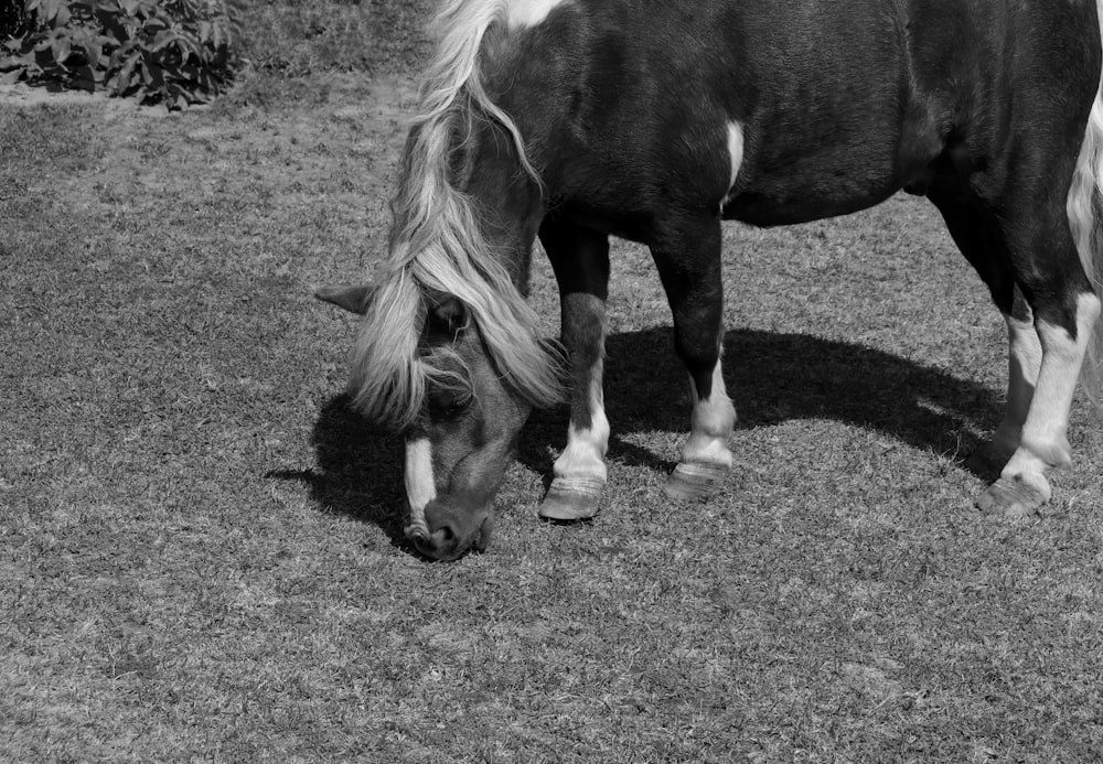 a black and white photo of a horse eating grass