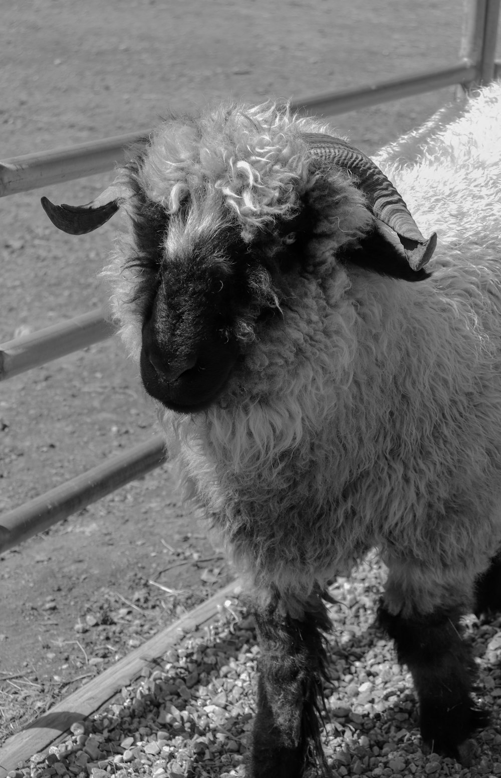 uma foto em preto e branco de uma ovelha