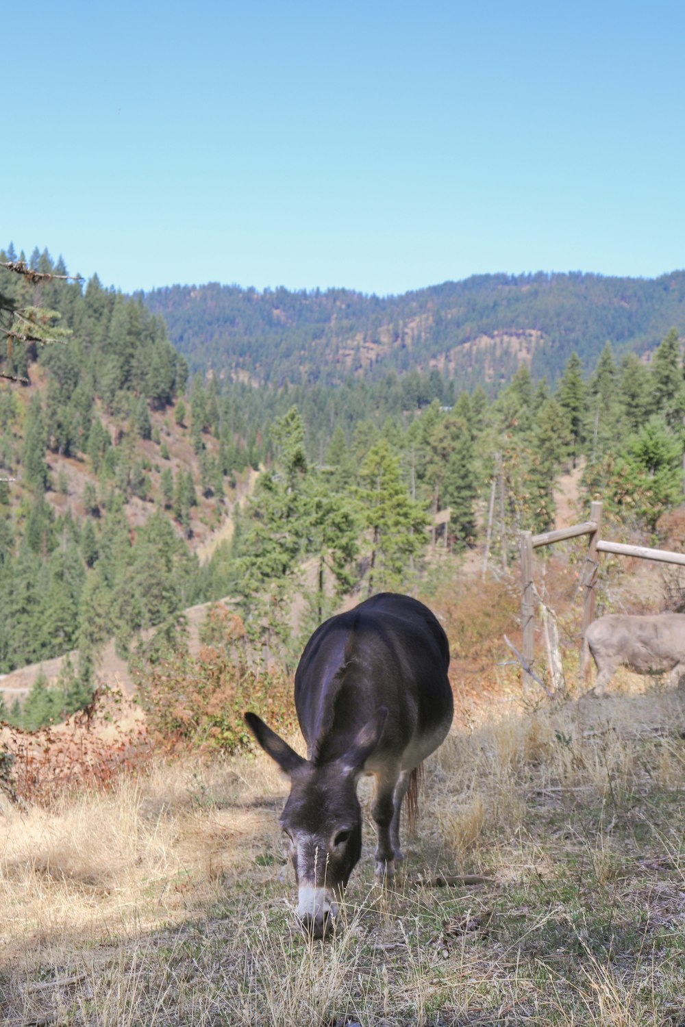 a black and white cow grazing in a field