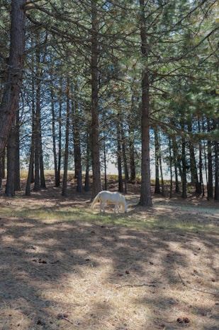 A peaceful horse grazing among tall pine trees in the Landes forest at sunset.