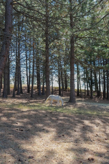 A serene morning scene of horses grazing peacefully among tall pine trees in the Landes forest.
