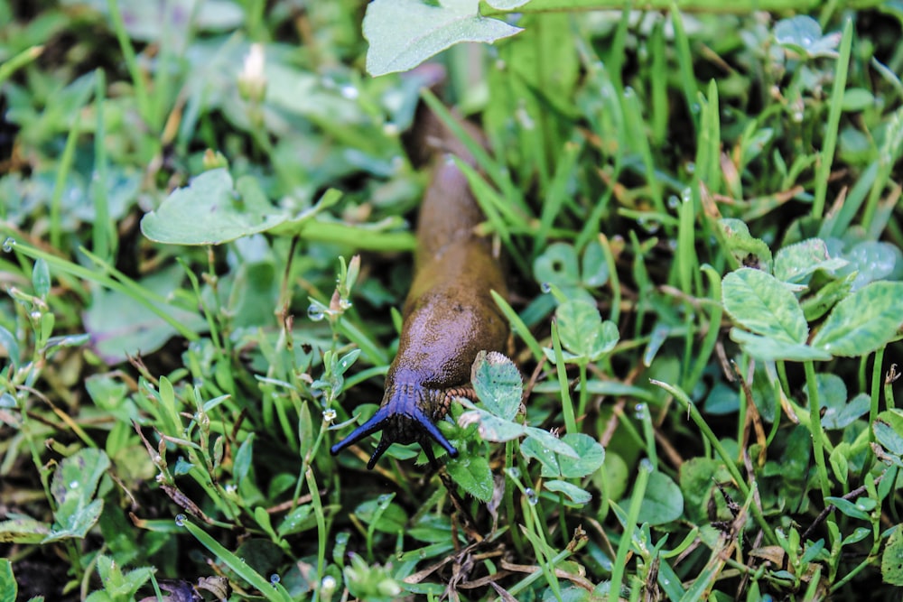 a slug crawling through a patch of grass