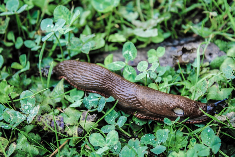 a slug crawling through some green grass