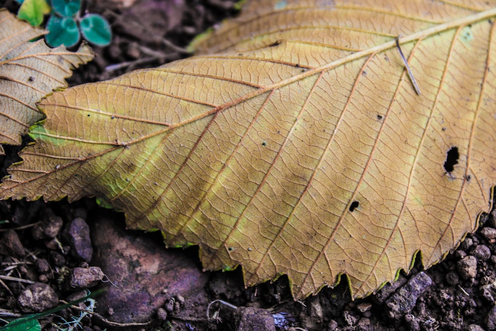 a yellow leaf laying on the ground