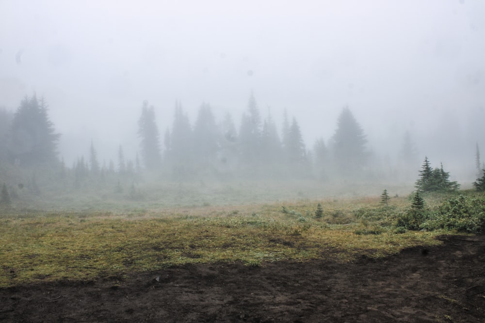 a foggy field with trees in the distance