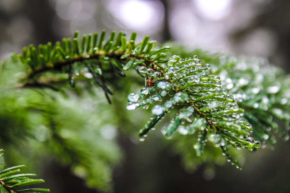 a close up of a tree branch with water droplets on it