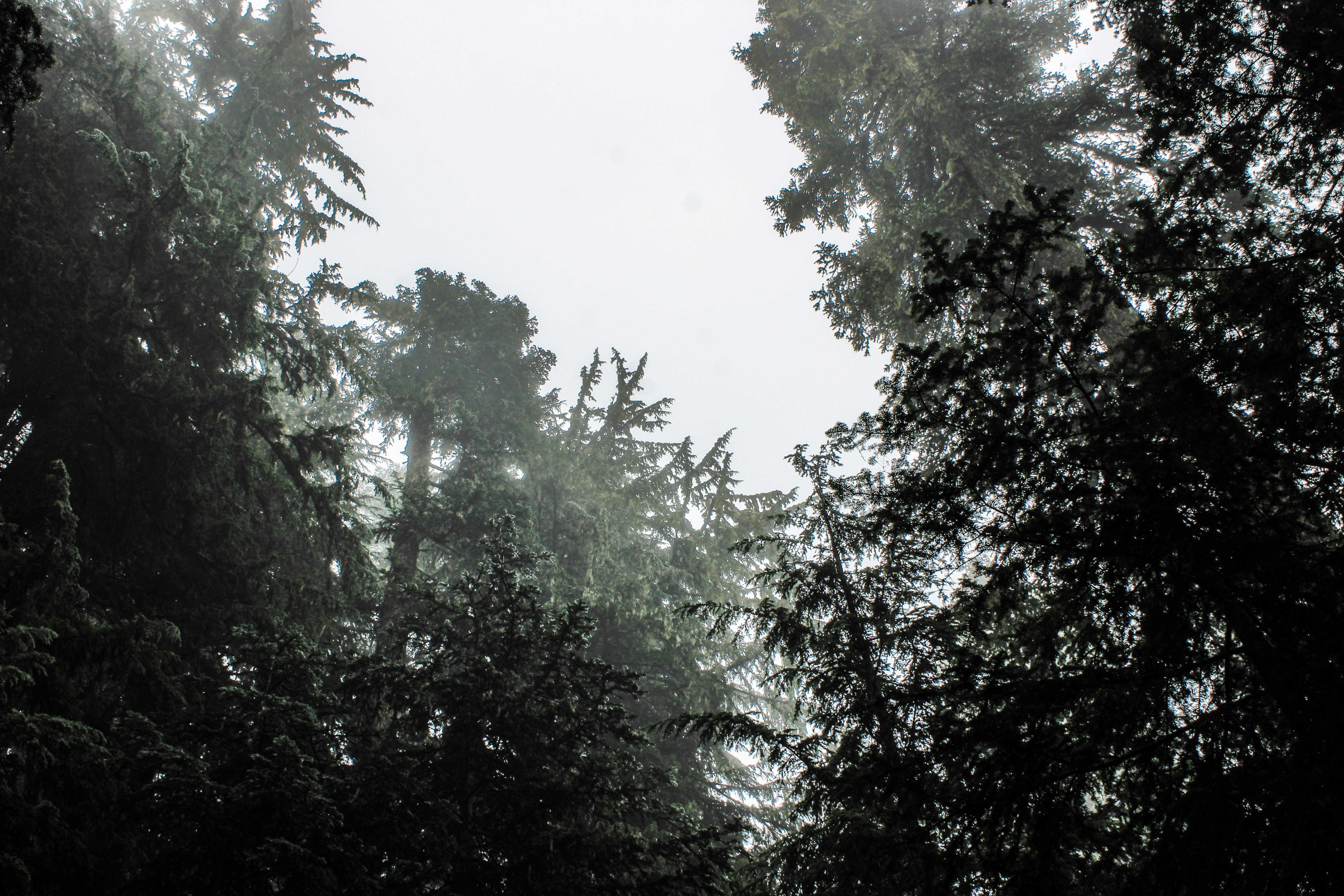 A forest filled with lots of tall trees photo – Free Forest Image on ...
