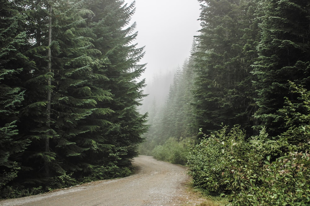 a dirt road surrounded by tall evergreen trees